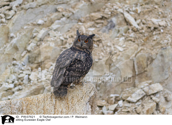 sitting Eurasian Eagle Owl / PW-07621