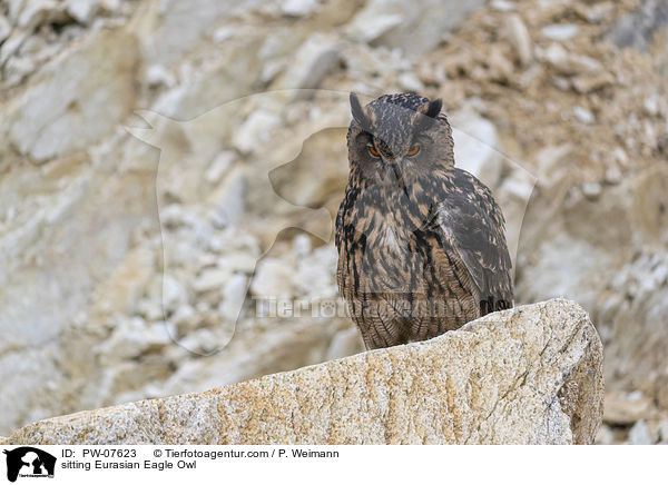 sitting Eurasian Eagle Owl / PW-07623
