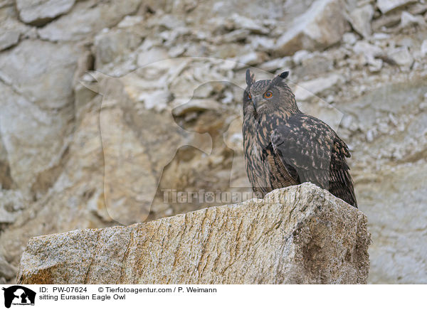 sitting Eurasian Eagle Owl / PW-07624