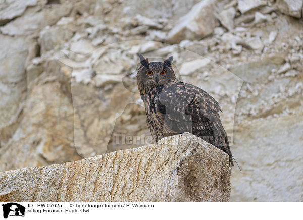 sitting Eurasian Eagle Owl / PW-07625