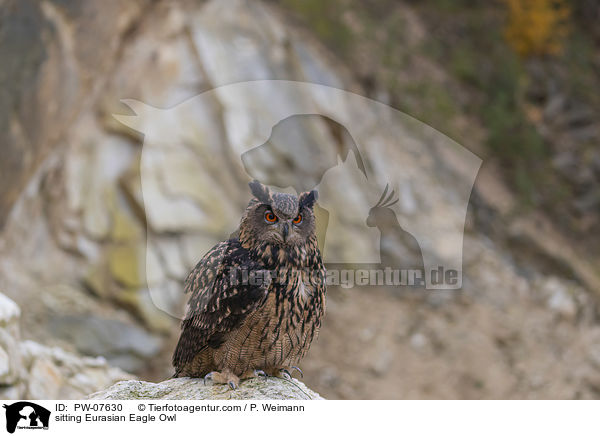 sitting Eurasian Eagle Owl / PW-07630
