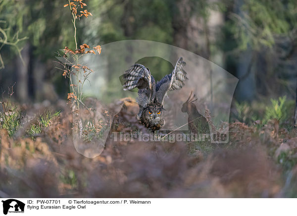 flying Eurasian Eagle Owl / PW-07701