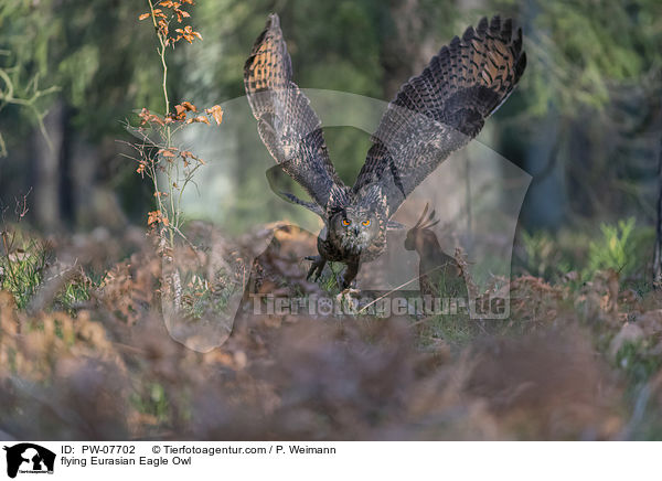 flying Eurasian Eagle Owl / PW-07702