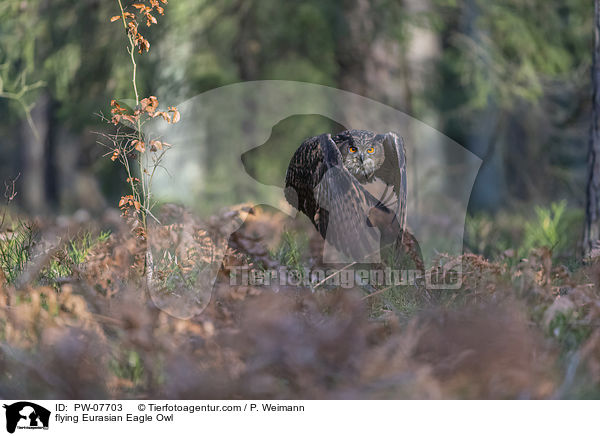 flying Eurasian Eagle Owl / PW-07703
