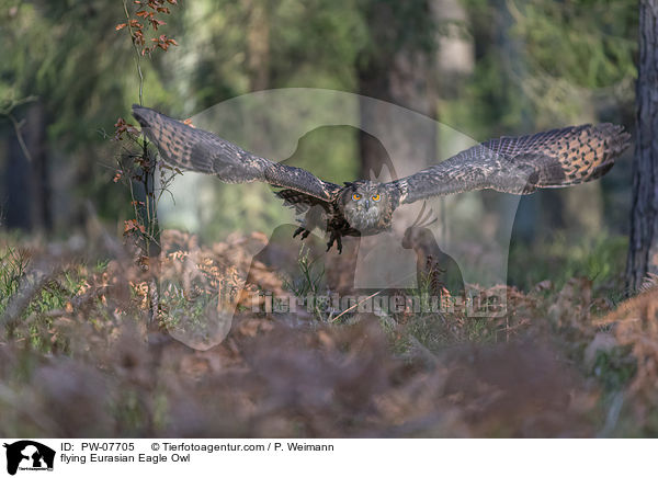 flying Eurasian Eagle Owl / PW-07705