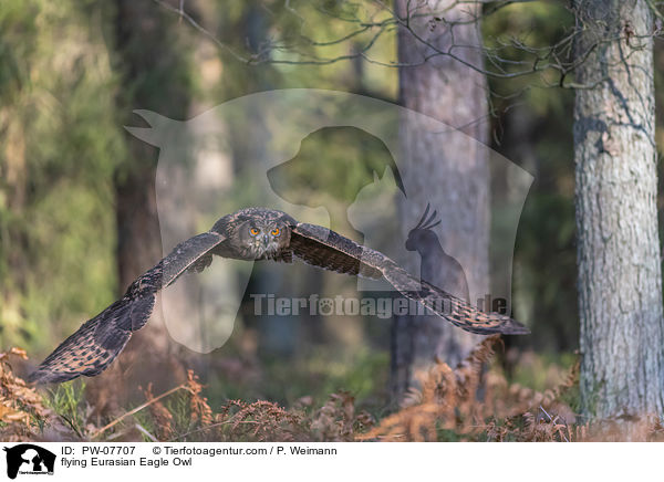 flying Eurasian Eagle Owl / PW-07707