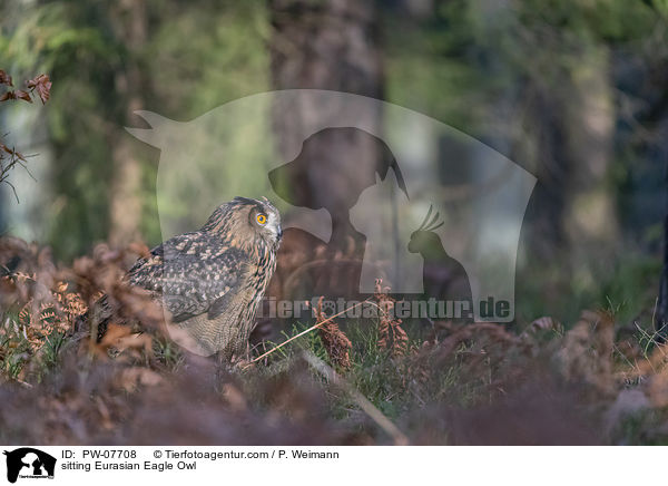 sitting Eurasian Eagle Owl / PW-07708