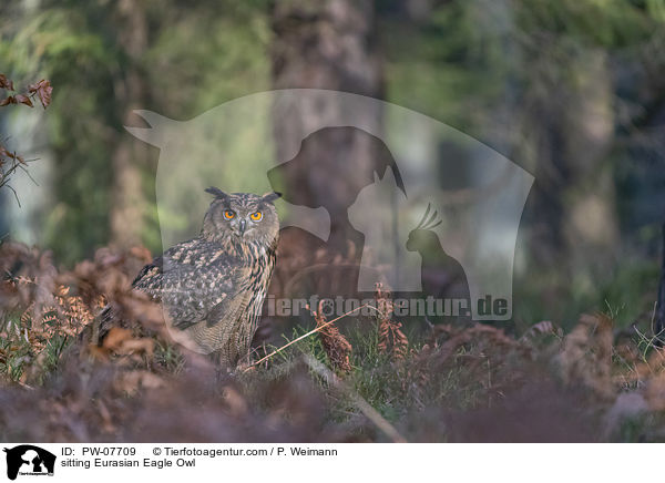 sitting Eurasian Eagle Owl / PW-07709