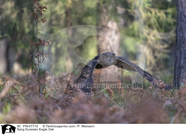flying Eurasian Eagle Owl / PW-07710