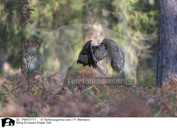 flying Eurasian Eagle Owl / PW-07711