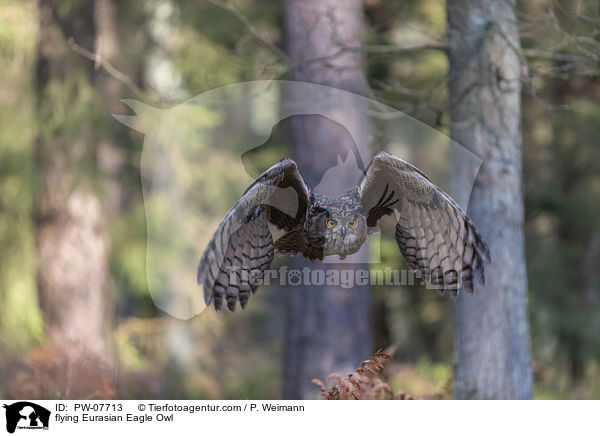 flying Eurasian Eagle Owl / PW-07713