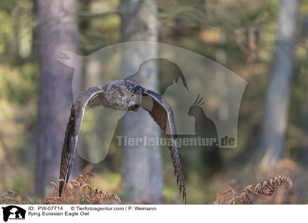 flying Eurasian Eagle Owl / PW-07714