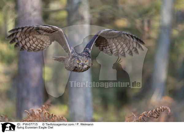 flying Eurasian Eagle Owl / PW-07715