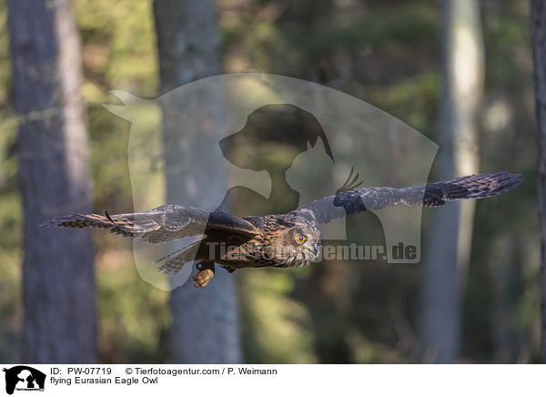 flying Eurasian Eagle Owl / PW-07719