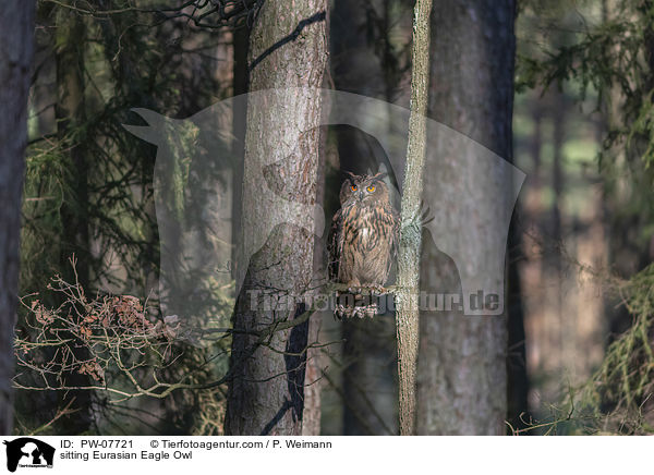sitting Eurasian Eagle Owl / PW-07721