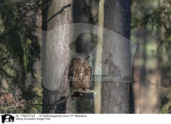 sitting Eurasian Eagle Owl / PW-07722