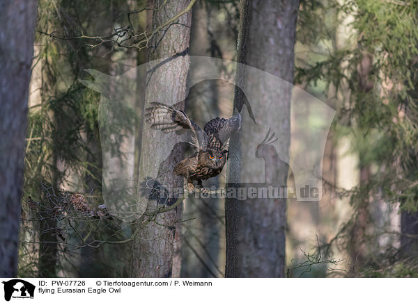flying Eurasian Eagle Owl / PW-07726