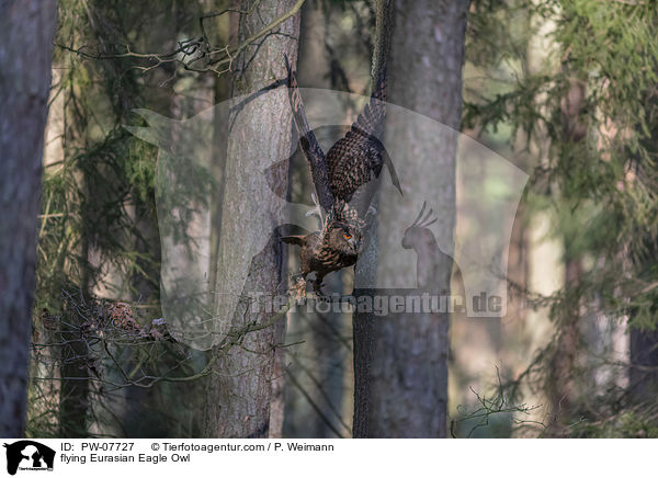 flying Eurasian Eagle Owl / PW-07727
