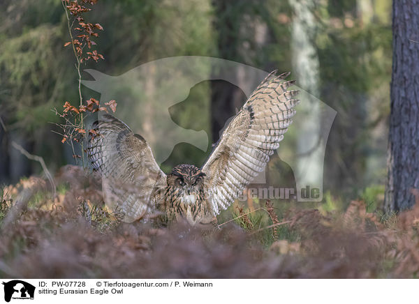 sitting Eurasian Eagle Owl / PW-07728