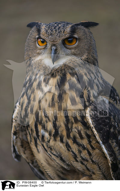 Eurasian Eagle Owl / PW-08400