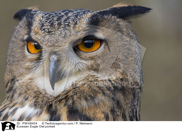 Eurasian Eagle Owl portrait / PW-08404