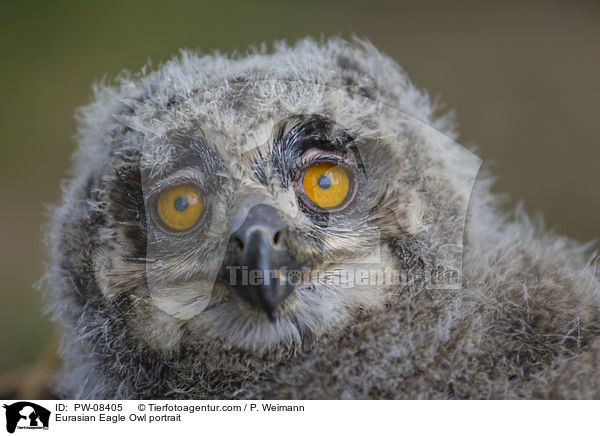 Eurasian Eagle Owl portrait / PW-08405