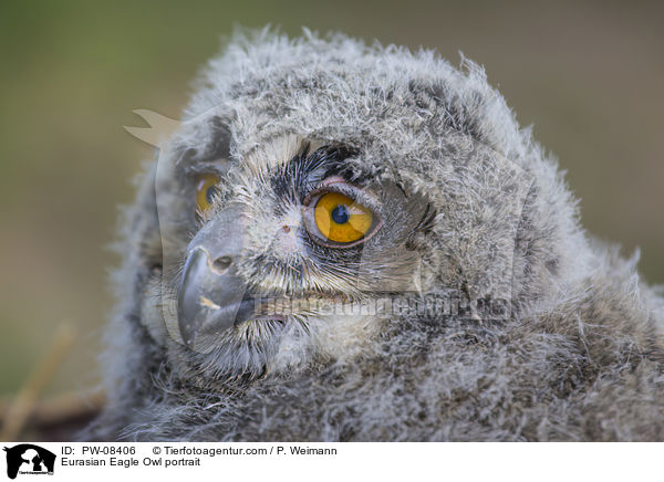 Eurasian Eagle Owl portrait / PW-08406