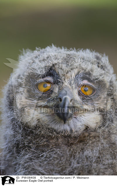 Eurasian Eagle Owl portrait / PW-08408