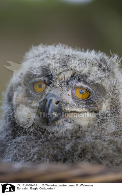 Eurasian Eagle Owl portrait / PW-08409