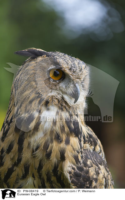 Eurasian Eagle Owl / PW-08419