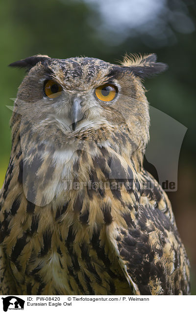Eurasian Eagle Owl / PW-08420
