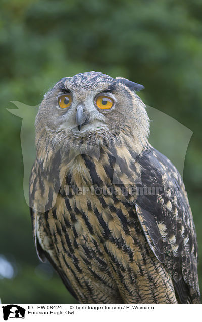 Eurasian Eagle Owl / PW-08424