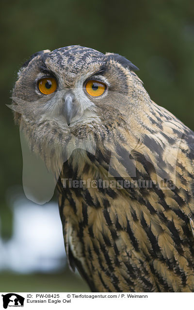 Eurasian Eagle Owl / PW-08425