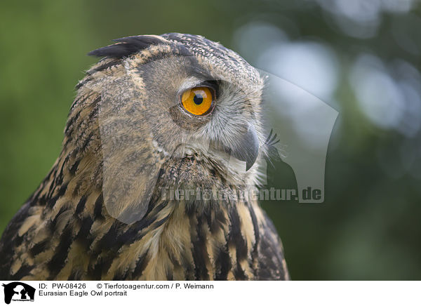 Eurasian Eagle Owl portrait / PW-08426