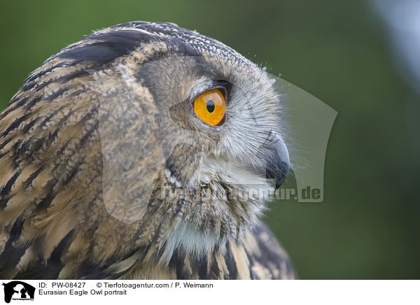 Eurasian Eagle Owl portrait / PW-08427