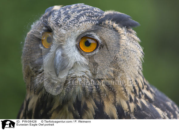 Eurasian Eagle Owl portrait / PW-08428