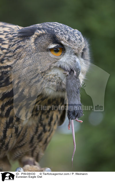 Eurasian Eagle Owl / PW-08430