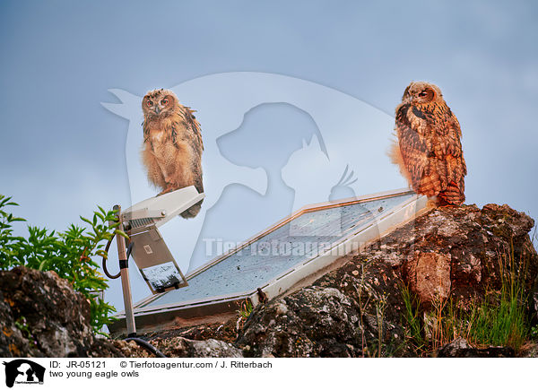 zwei junge Uhus / two young eagle owls / JR-05121