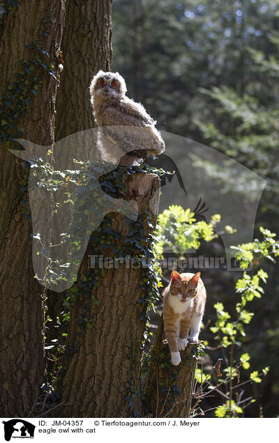 eagle owl with cat / JM-04357