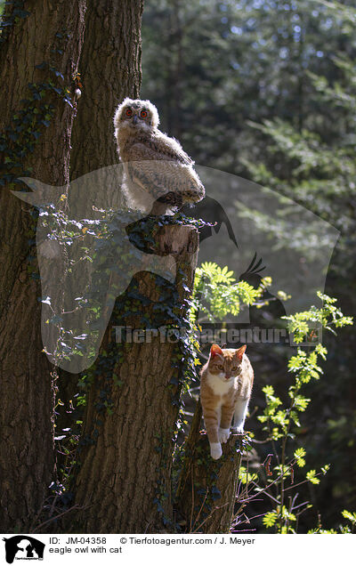 Uhu mit Katze / eagle owl with cat / JM-04358