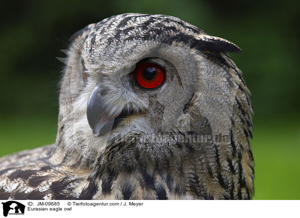 Eurasian eagle owl / JM-09685