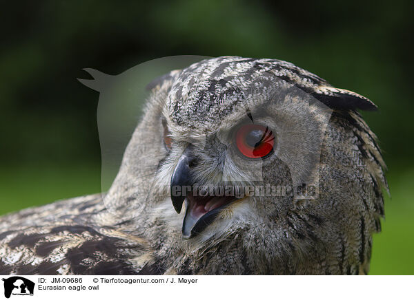 Eurasian eagle owl / JM-09686