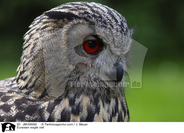 Eurasian eagle owl / JM-09688