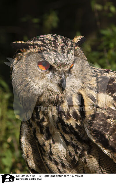 Uhu / Eurasian eagle owl / JM-09719