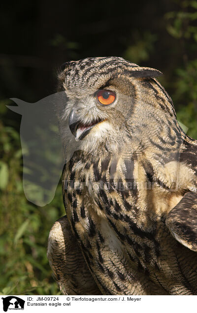 Eurasian eagle owl / JM-09724