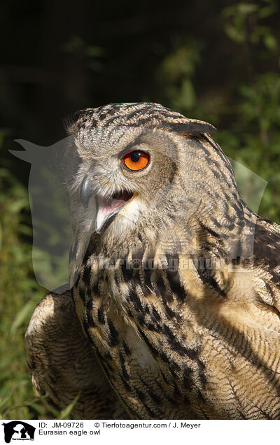 Eurasian eagle owl / JM-09726