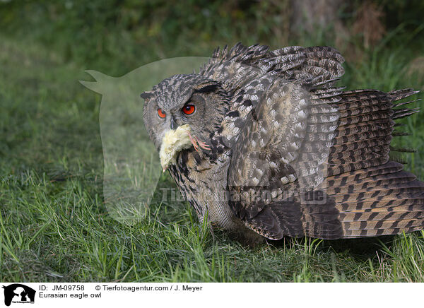 Eurasian eagle owl / JM-09758