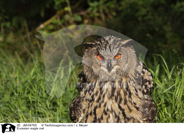 Eurasian eagle owl / JM-09765
