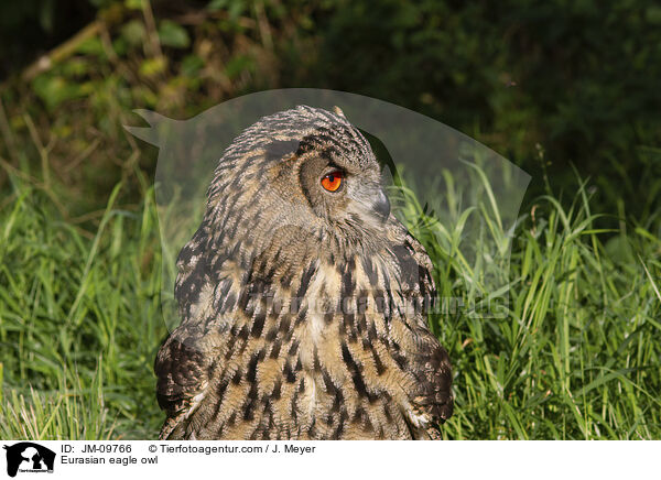 Eurasian eagle owl / JM-09766