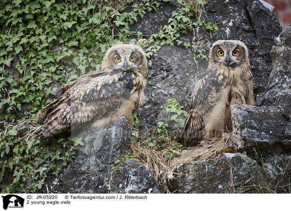 2 young eagle owls / JR-05920